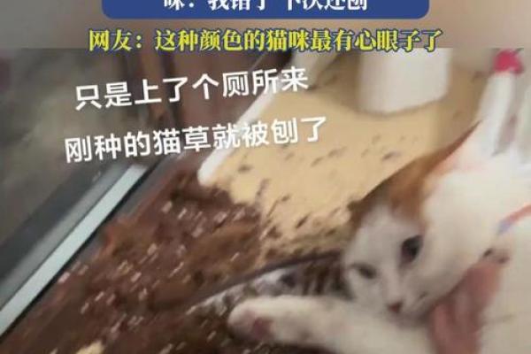 猫草对猫咪的健康和行为影响探讨